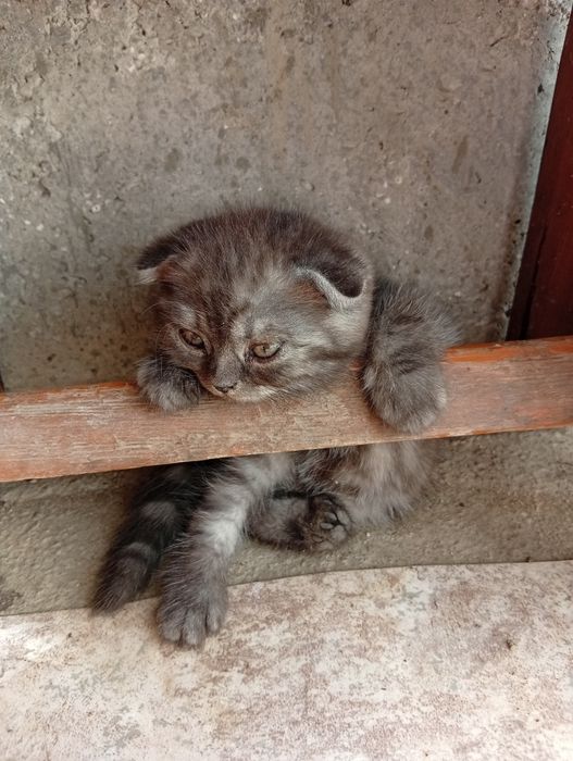 Продаются котята шотландцы