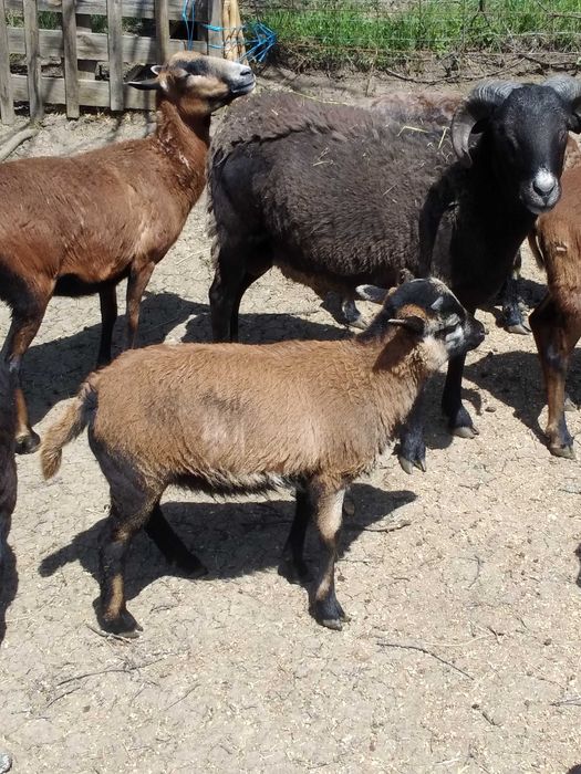 oi de camerun si capre  metis anglo-nubiene