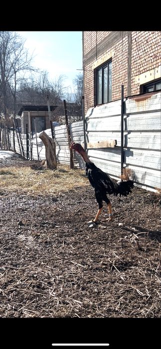 Дакан чоже майский