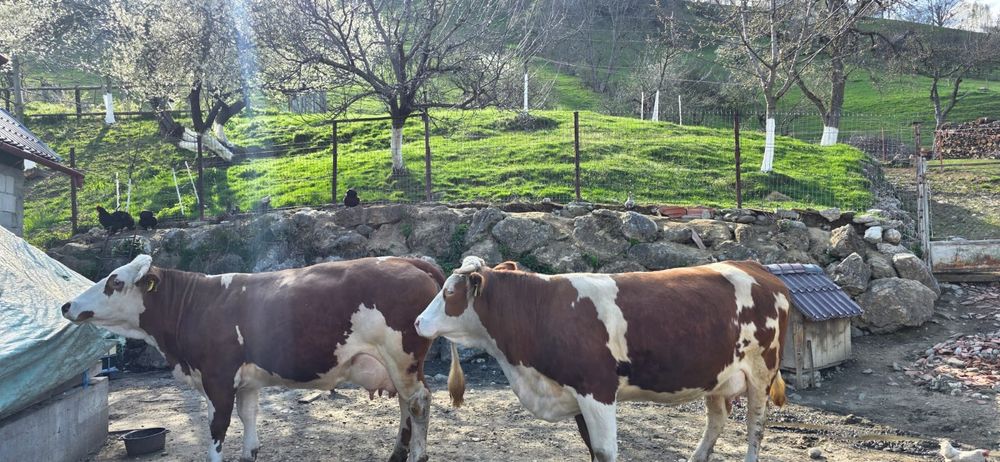 Vaca bălțată românească