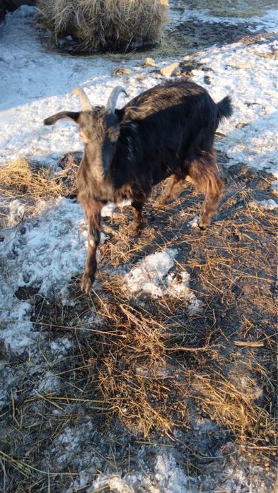 Дойная коза и козлята