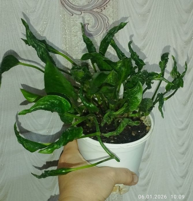 Продаются сциндапсусы