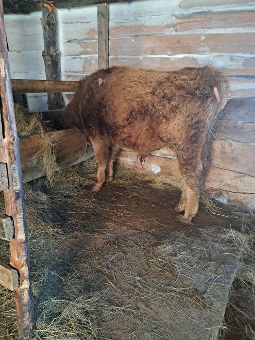 продам бычка оброщатса по номеру