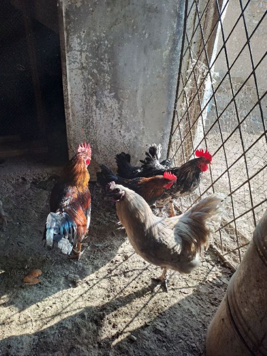 G‘o‘rozlar sotiladi sog‘lom chiroyli