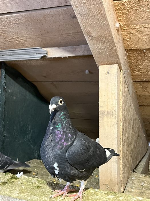 Stil vechi de galati schimb