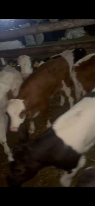 Vand Vitei intarcati si semi-intarcati