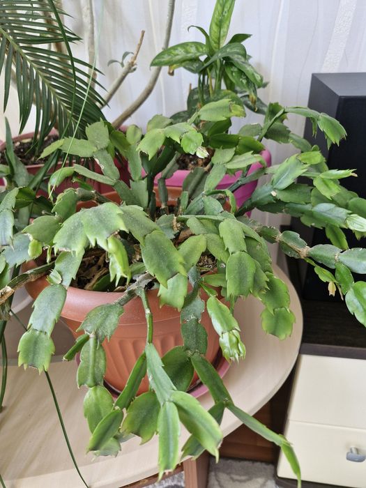 Комнатные растения