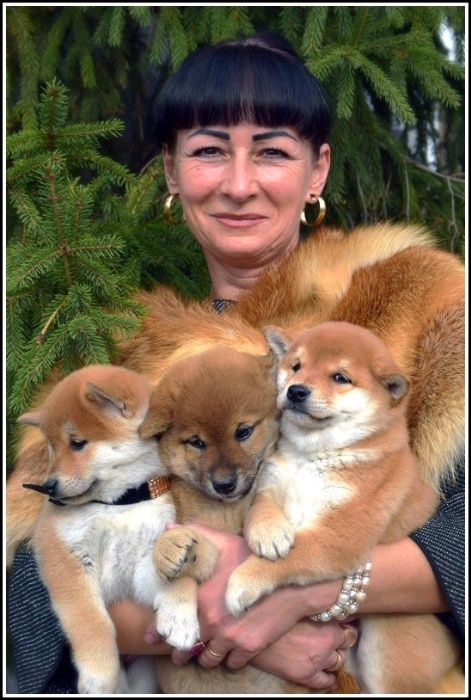 сибики японские на продажу