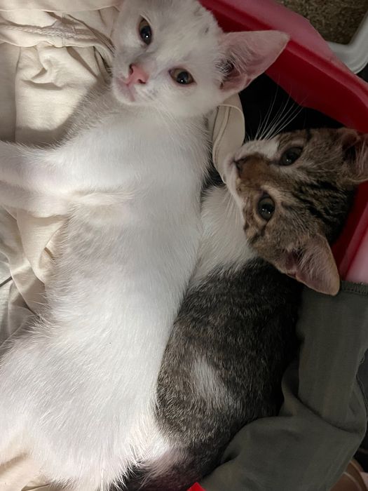 Două pisicuțe drăgălașe își caută o familie iubitoare!