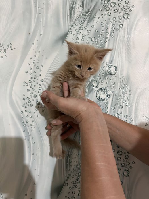 Продаются котята Мейн- куна