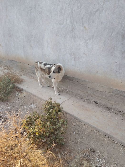 Itlar Kuchuk chapa sotiladi zoti toza