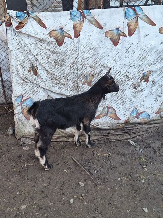 Vind iedite alpin francez