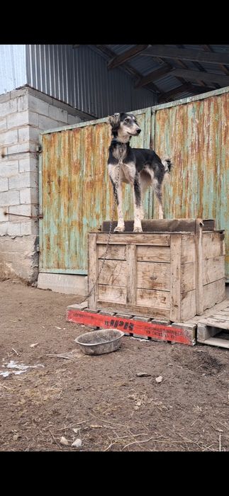 Тазы сатылады  ургашы  11айлык