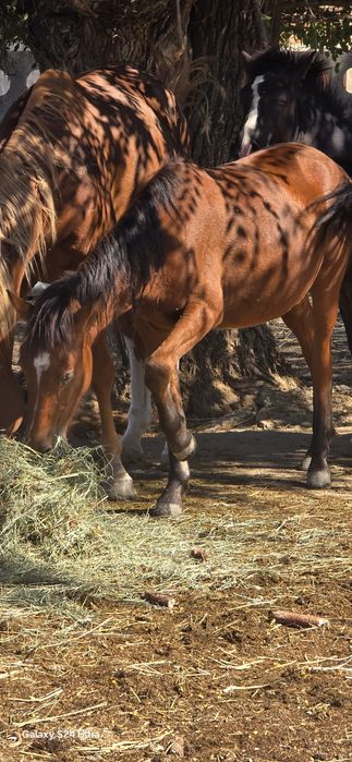 Продам кобылу беременную