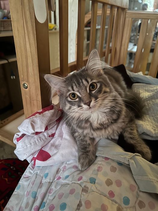 Mushuk sotiladi qiz bola