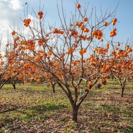Pomi exotici fructiferi
