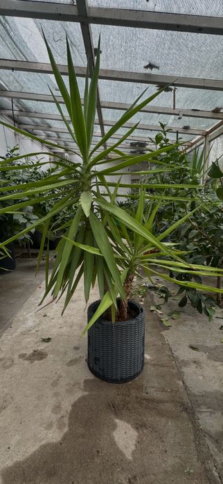 De vanzare planta yucca la ghiveci