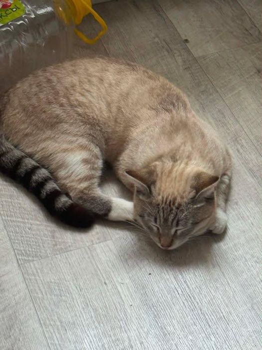 пропал кот по клички мени