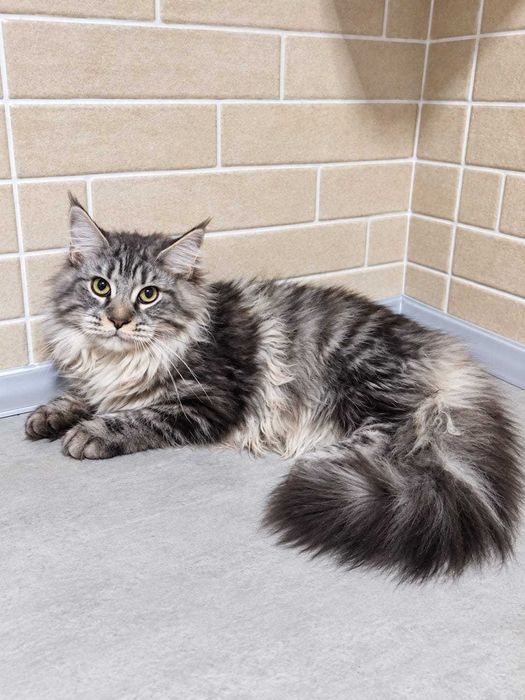 Fifi – Prințesă în argint, Maine Coon | www.lynxrunecode.com
