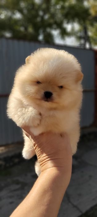 Шпицы кремовые готовы к переезду