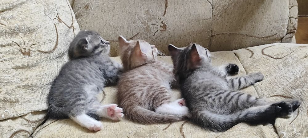 Котята шотландские