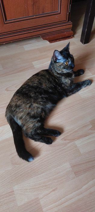 Кошка трехцветная