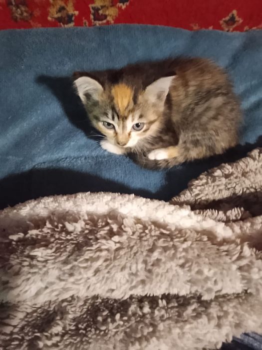 Домашние котята