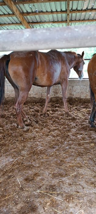 Продам откормленных лошадей