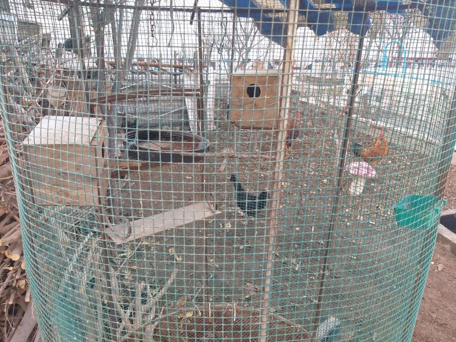 Валер для попугаев