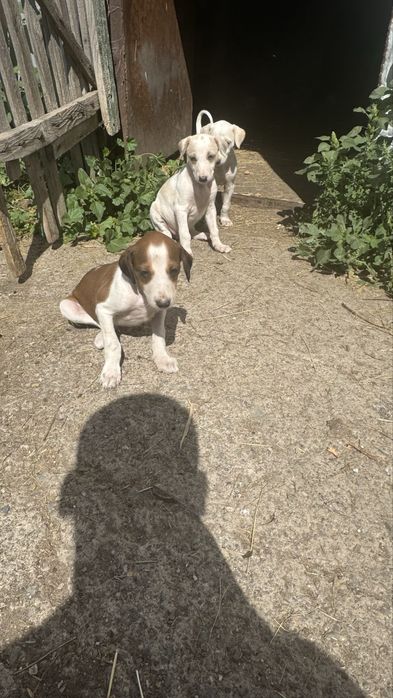 Кушиктер сатлады