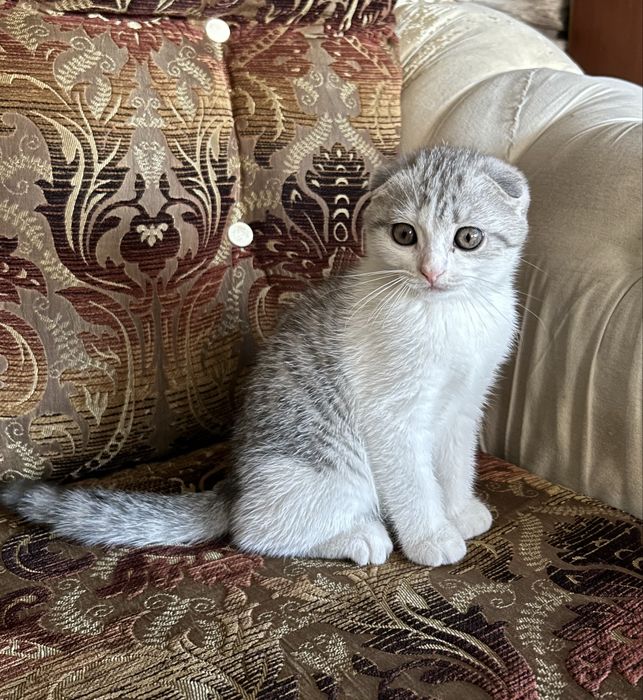 Британский Котенок