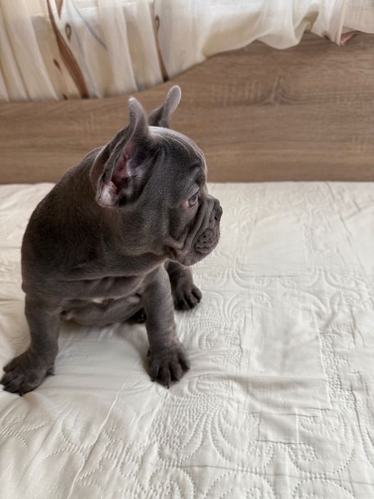 Френски булдог Blu tan