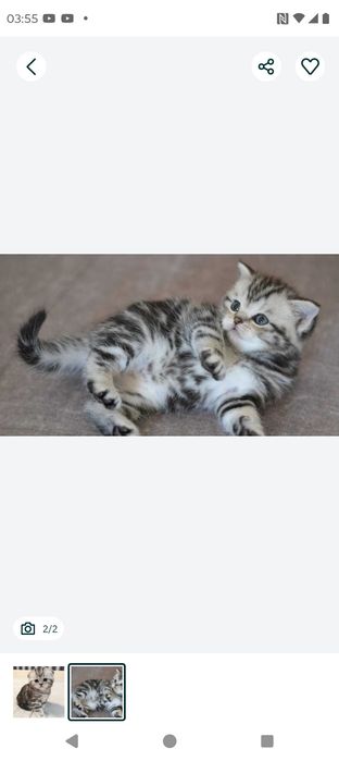 Продам шотландских котят .