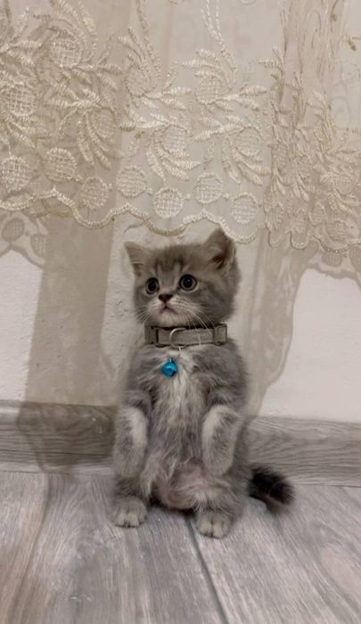 Порода: Скоттиш страйт