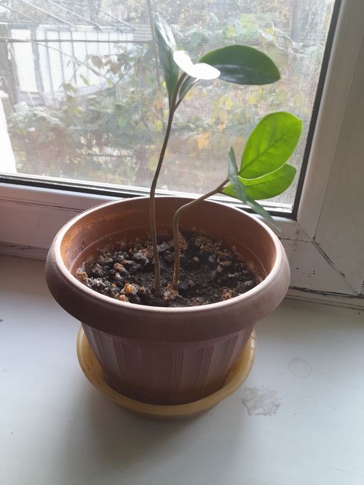 Замиокулькас (долларовое дерево)