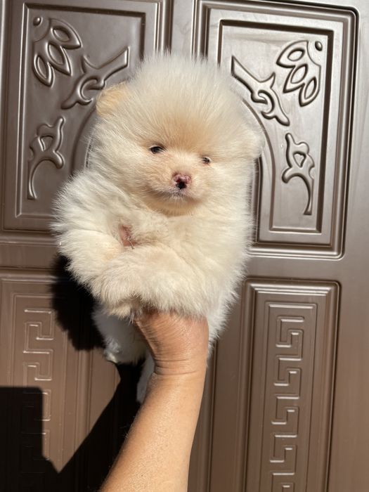 Щенки шпица