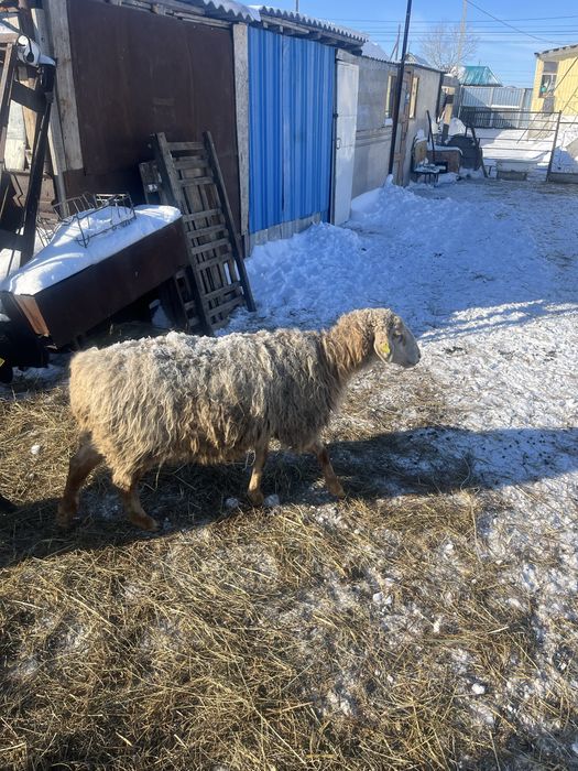 Продам Барана  на мясо