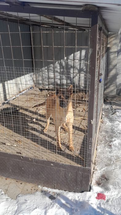 Белгийская овчарка продается или возможен обмен