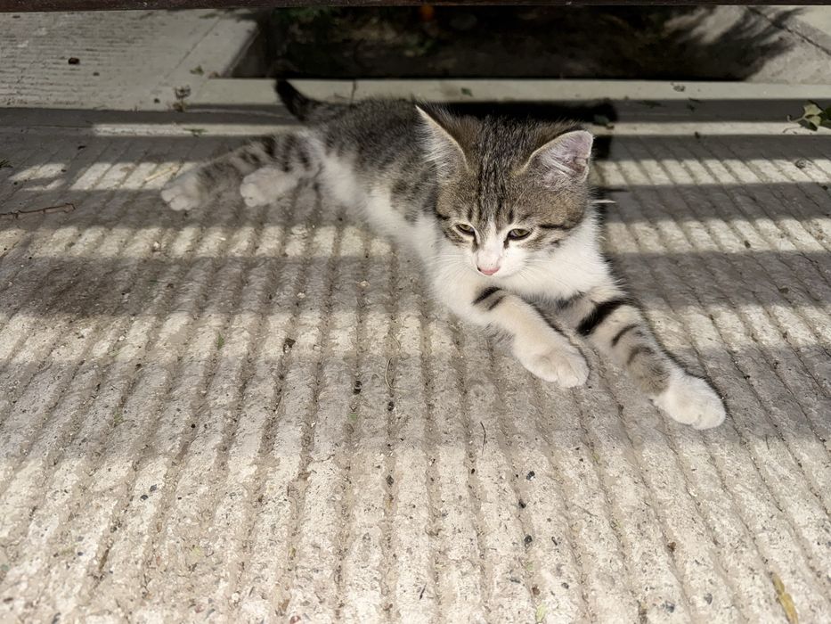котёнок мальчик в добрые руки