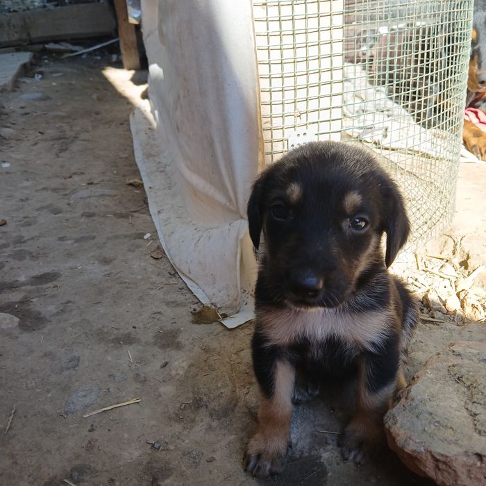 10 cățeluși drăgălași și jucăuși își caută famile.Au 4 săptămâni, provin din rasa Copoi Ardelenesc. Menționez că cățeluși nu sunt rasă pură.Adoptie!