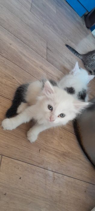 Отдам Бесплатно Котят
