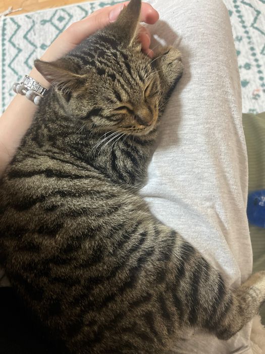 Котенок в добрые руки