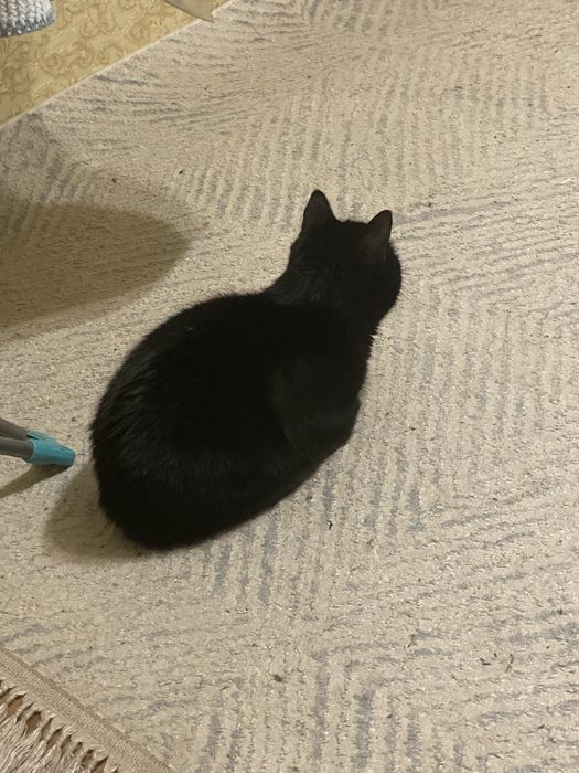 Отдам в добрые хорошие руки