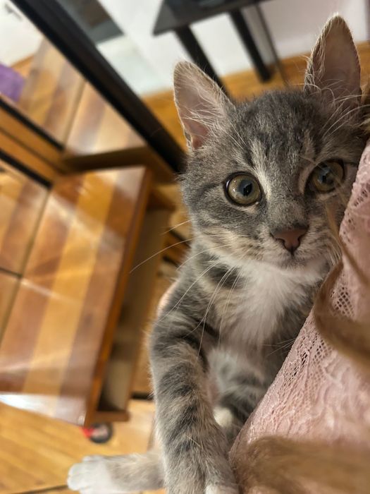 Dau o pisicuță de 3 luni