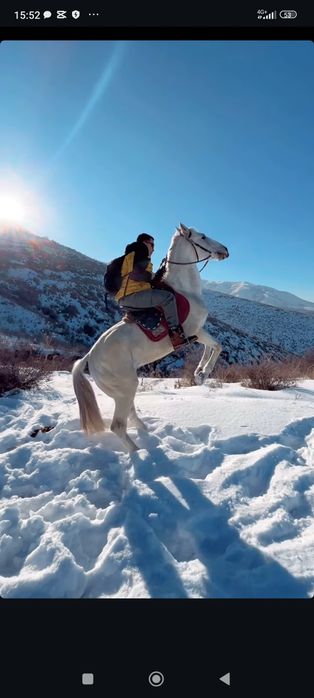 Конные прогулки, прокат лошадей, конные туры