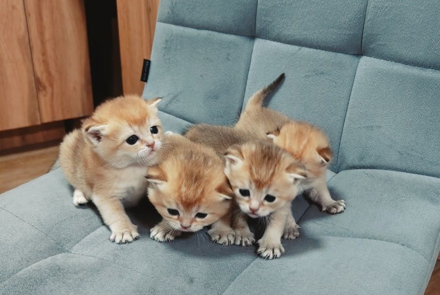 Котята золотые драгоценный окрас .