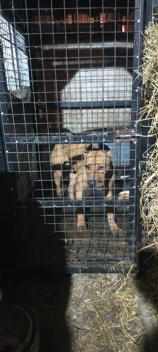 Продам щенка Стаффорд кобель