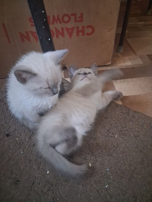 Отдам котят в добрые руки
