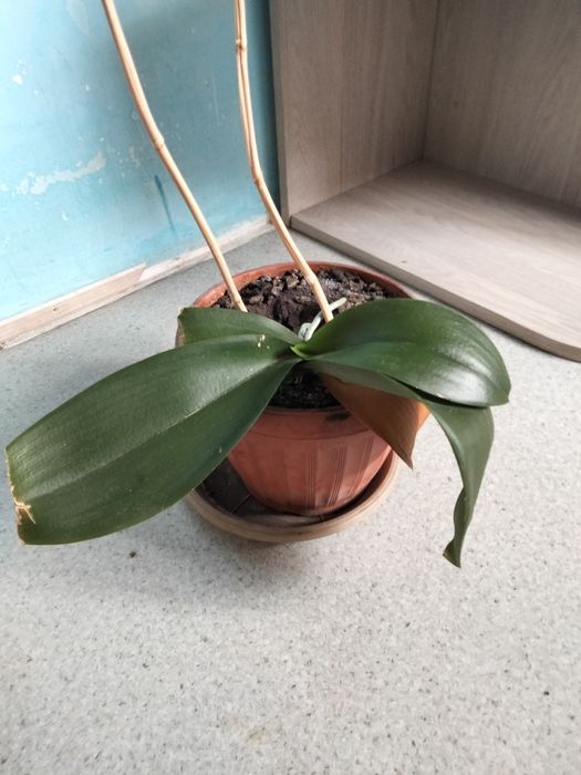 Цветы комнатные разные