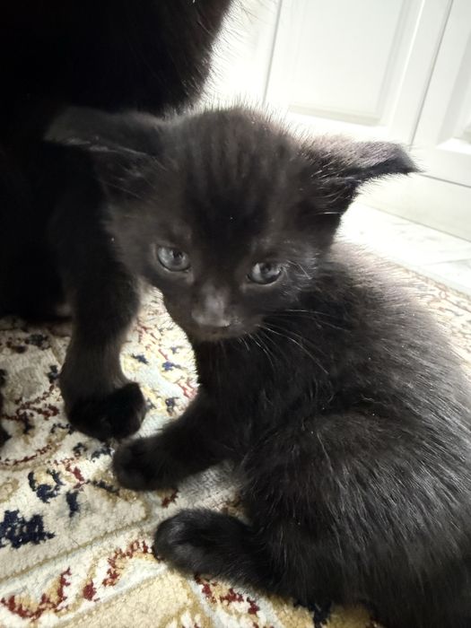 Отдаем в добрые руки 2 котят